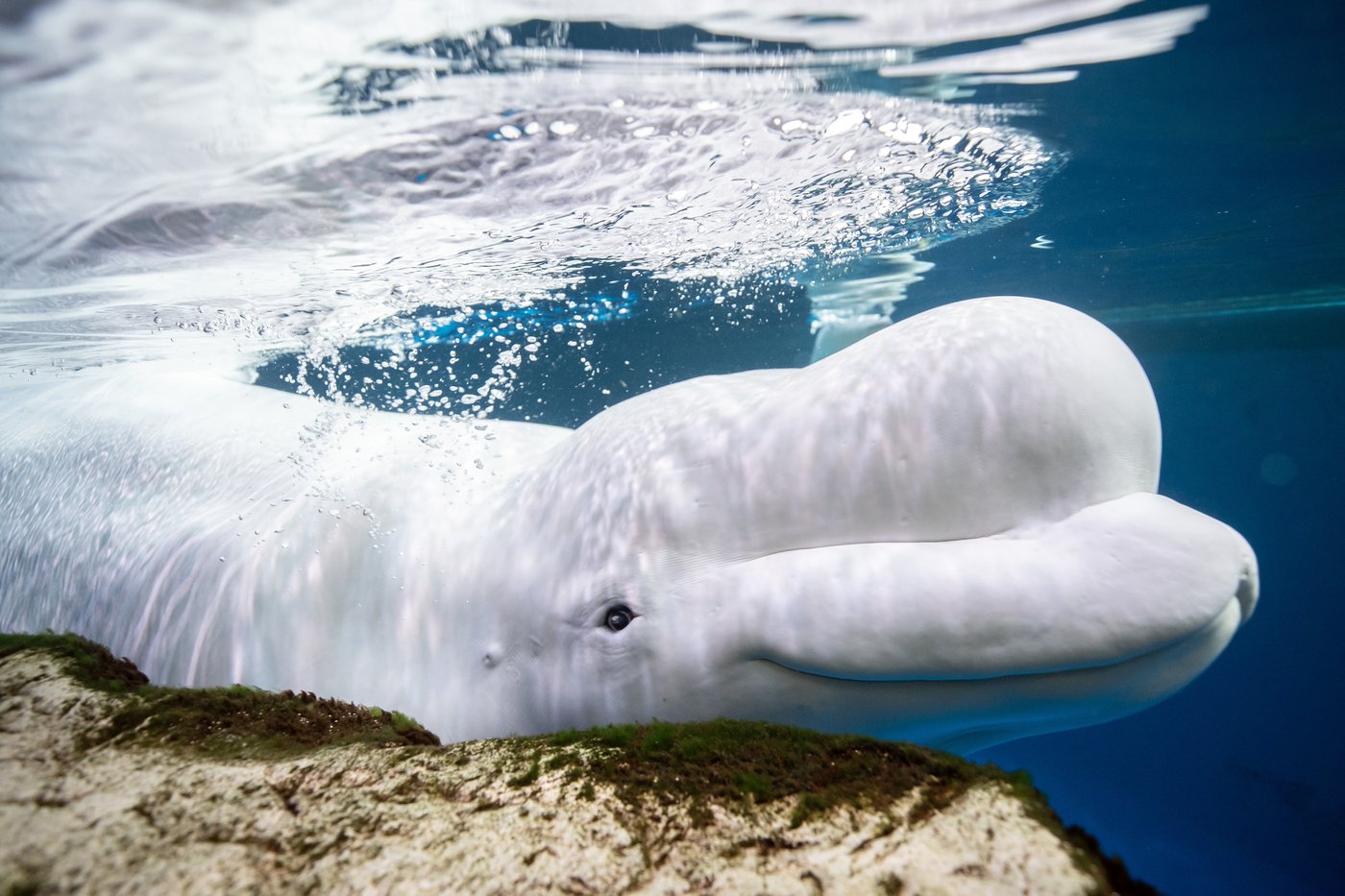 2 more beluga whales die at Chicago aquarium, including 1 recently rescued from Canada | iNFOnews.ca 2 more beluga whales die at Chicago aquarium, including 1 recently rescued from Canada | iNFOnews.ca