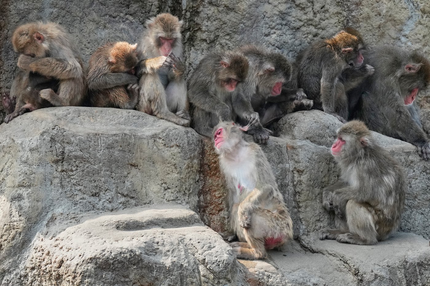 Japan’s monkey sensation Punch turns 1, drawing a flood of well-wishing messages, in photos | iNFOnews.ca