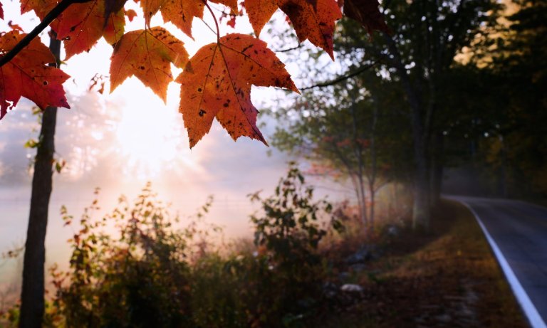 Leaf-peeping season hampered by drought: Fall foliage dropping sooner, showing less color | iNFOnews.ca
