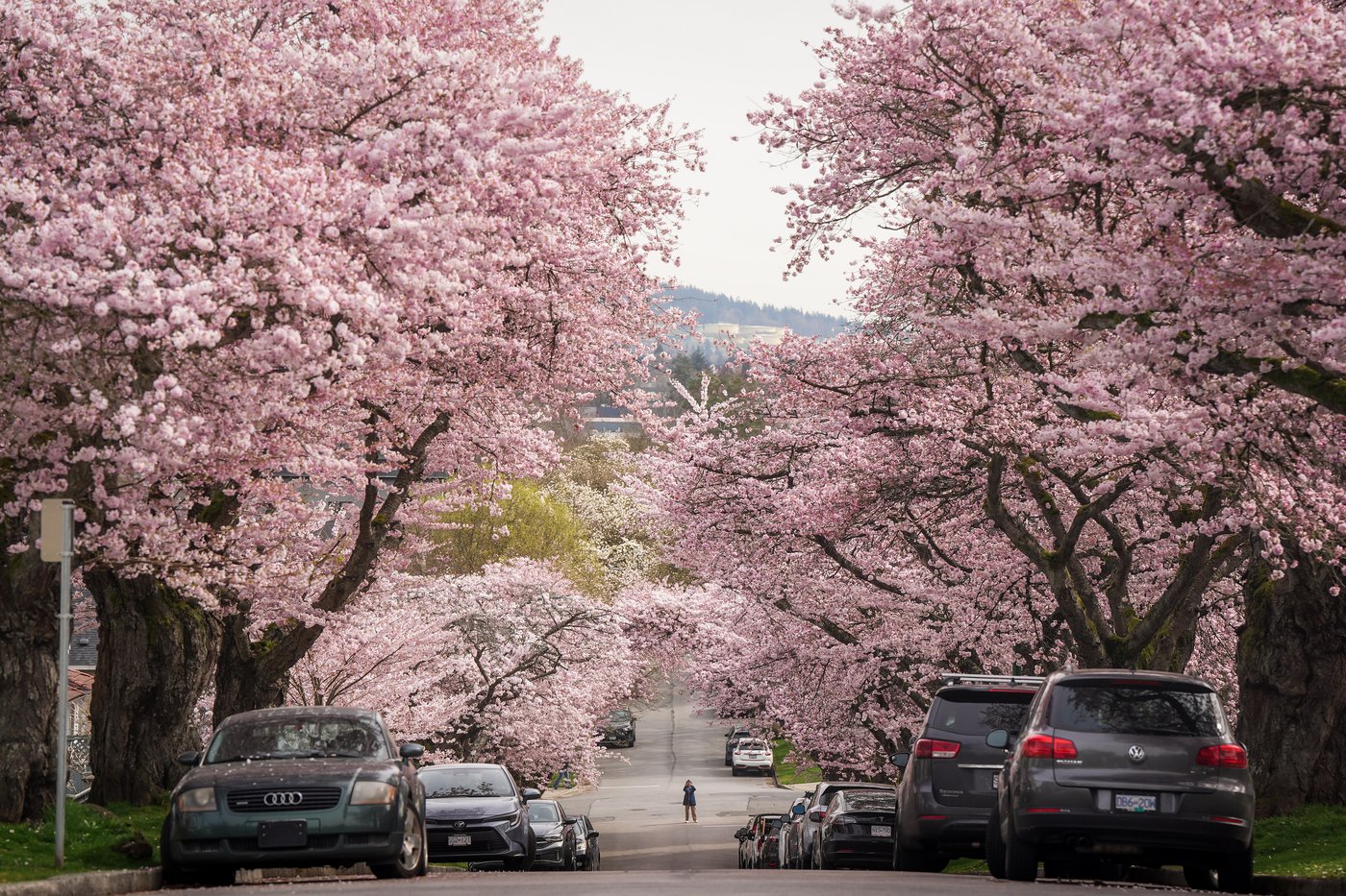 Photo Gallery: Vancouver's famous cherry blossoms out in full bloom | iNFOnews.ca