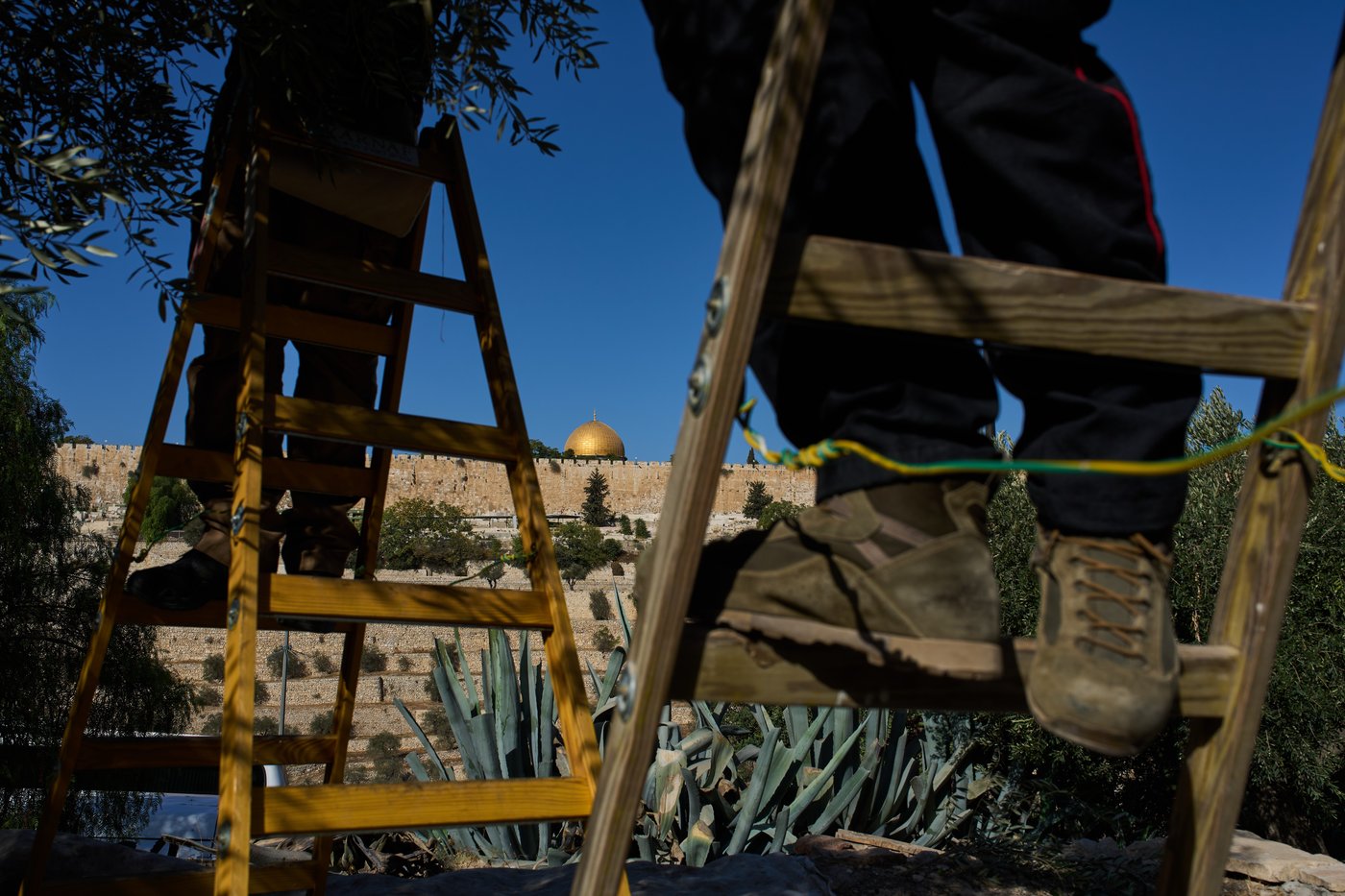 On Mount of Olives where Jesus prayed, monks and nuns keep harvesting olives | iNFOnews.ca