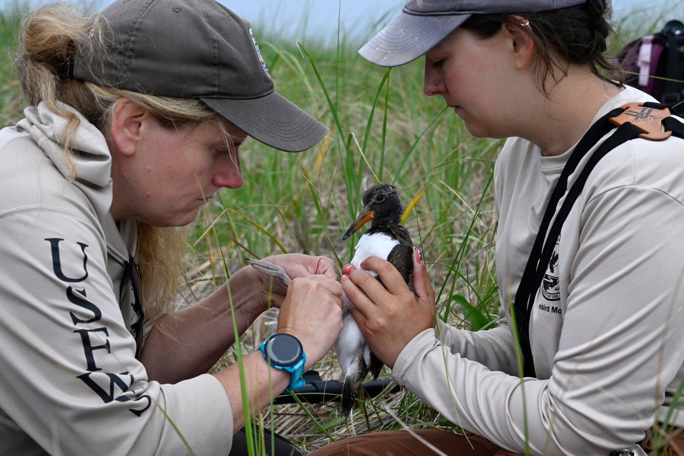 Oystercatchers, known for sharp bills and beady eyes, are making a comeback thanks to conservation | iNFOnews.ca
