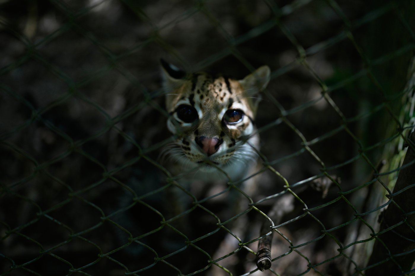 Tiny wild cat newly identified as a species draws curious visitors in Bolivia | iNFOnews.ca Tiny wild cat newly identified as a species draws curious visitors in Bolivia | iNFOnews.ca