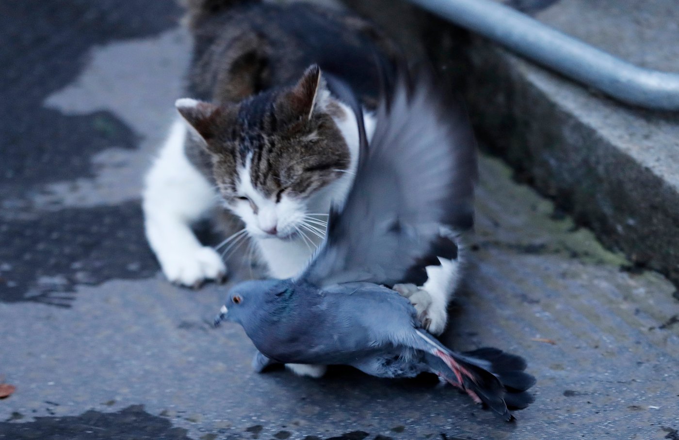 Larry the cat, Britain's Chief Mouser at 10 Downing Street for 15 years, in photos | iNFOnews.ca