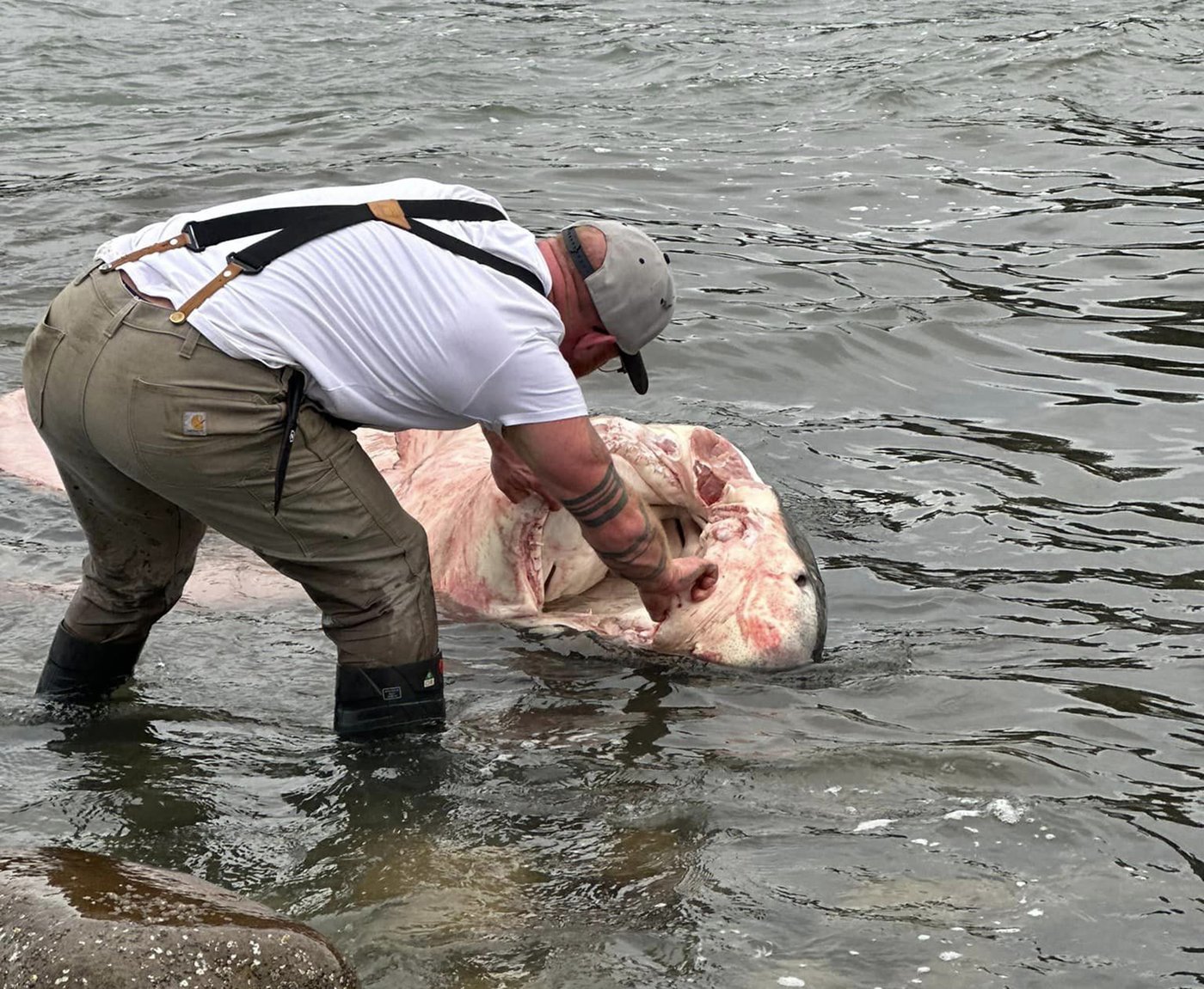 Four-metre-long great white shark washes up on B.C. beach | iNFOnews.ca