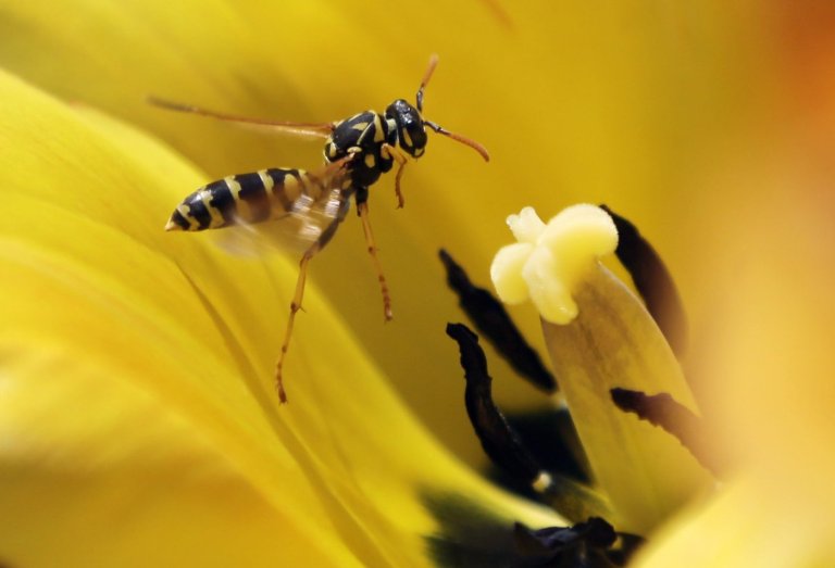 Helicopter rescue for B.C. climber stung by wasps 100 times | iNFOnews.ca