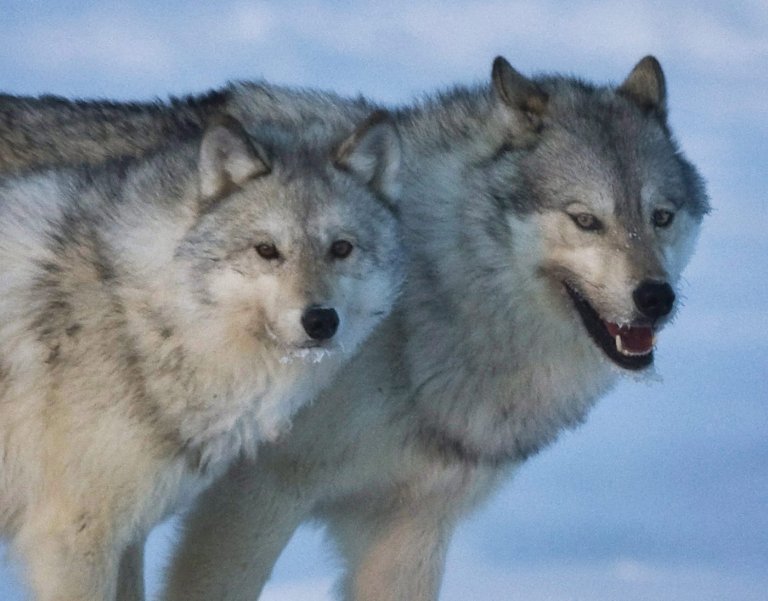 Wolf warning after dog lured to its death, B.C. conservation service says | iNFOnews.ca