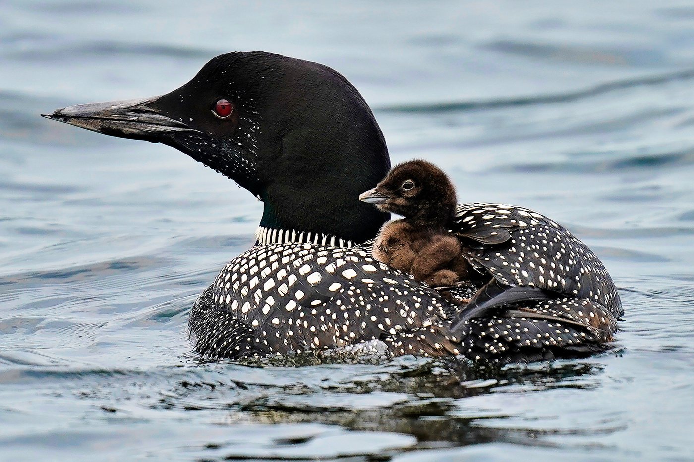 More loons are filling Maine's lakes with their ghost-like calls | iNFOnews.ca More loons are filling Maine's lakes with their ghost-like calls | iNFOnews.ca