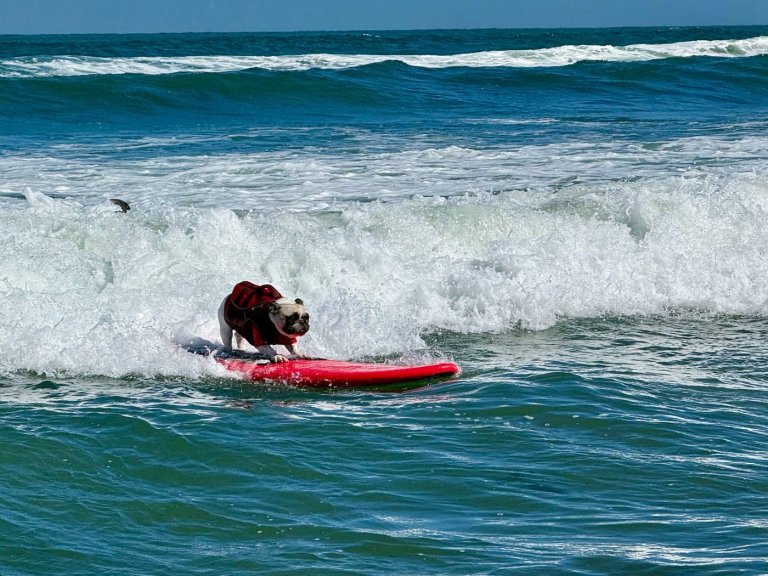 Top dogs ride waves at annual World Dog Surfing Championships | iNFOnews.ca
