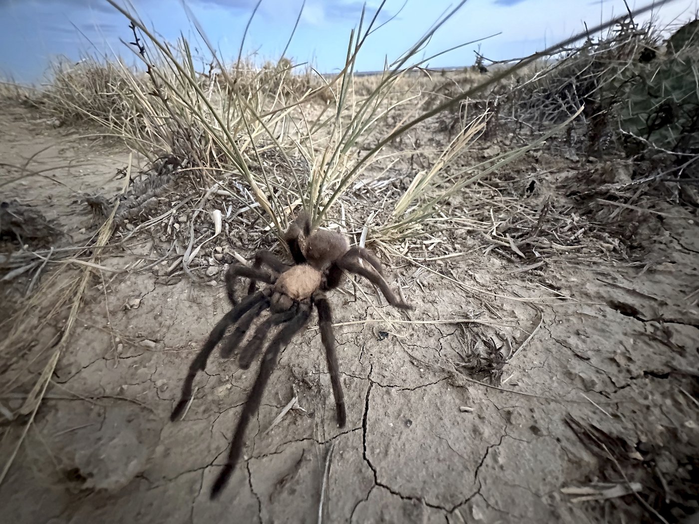 Spider lovers scurry to Colorado town in search of mating tarantulas and community | iNFOnews.ca Spider lovers scurry to Colorado town in search of mating tarantulas and community | iNFOnews.ca