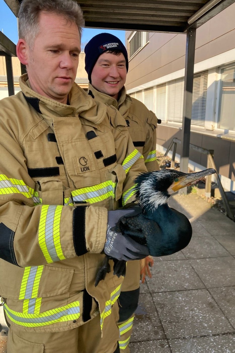 Injured seabird desperately pecks at hospital door for help | iNFOnews.ca