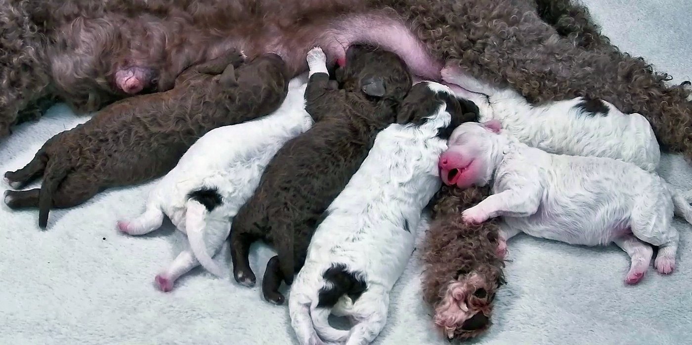 Need a smile? This livestream features 6 puppies all day long | iNFOnews.ca