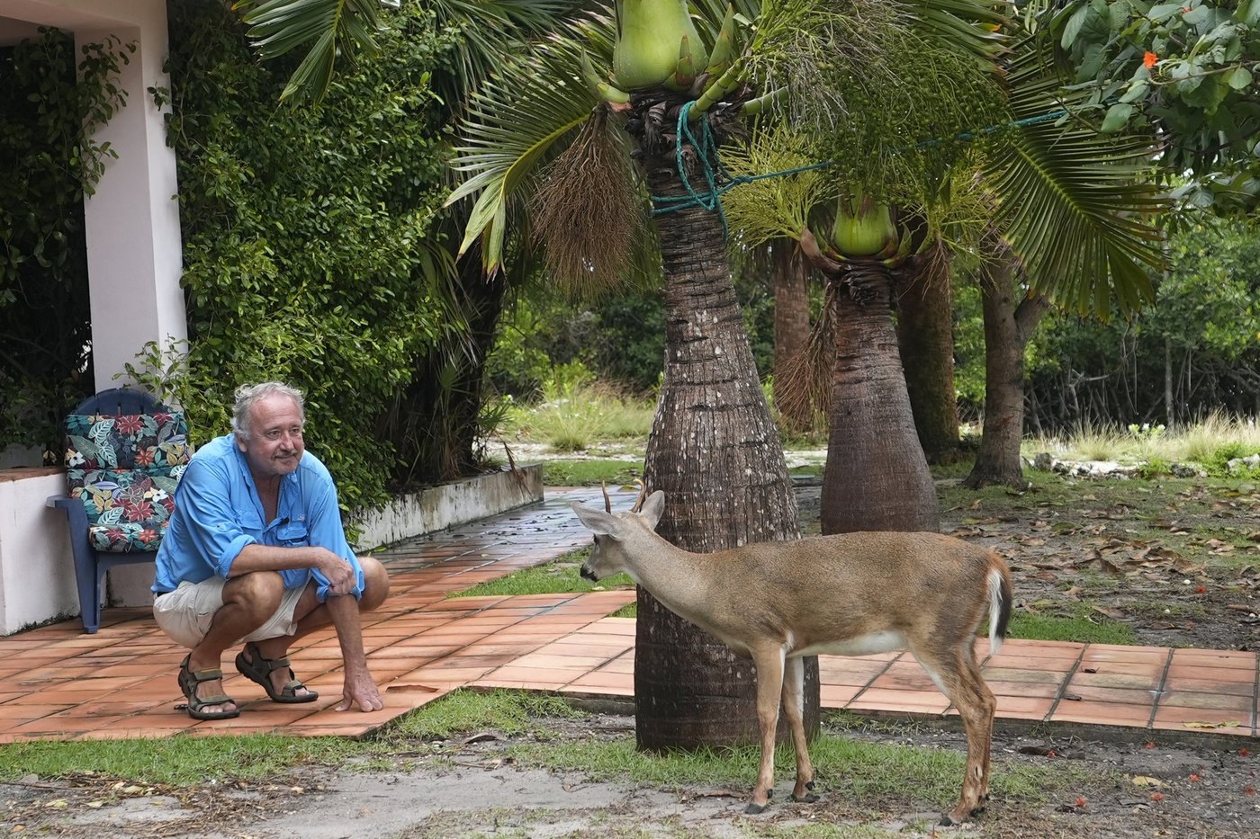 Florida’s iconic Key deer face an uncertain future as seas rise | iNFOnews.ca