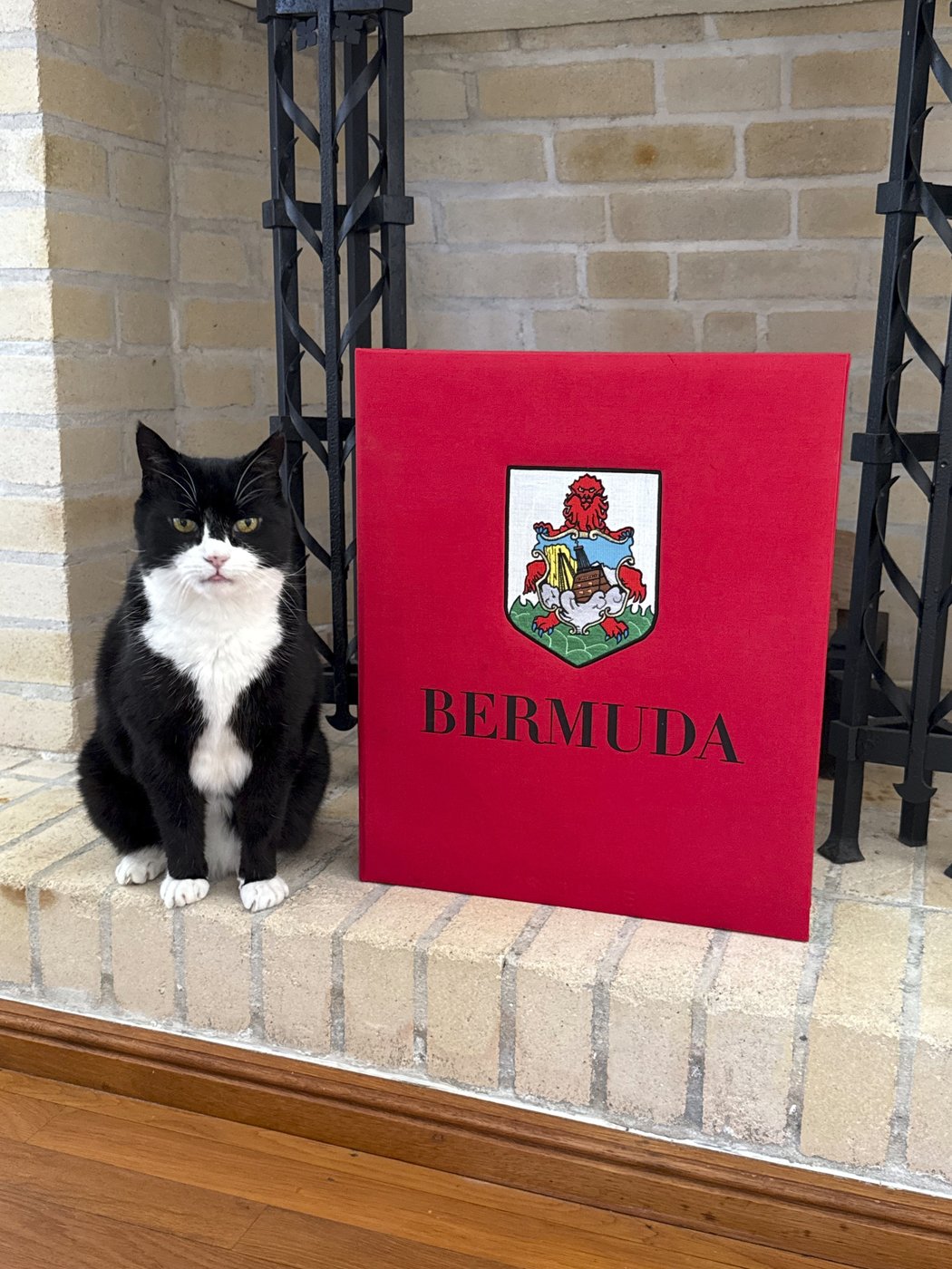 It's the 'purr-fect' job. Britain's top feline diplomat comes out of retirement | iNFOnews.ca
