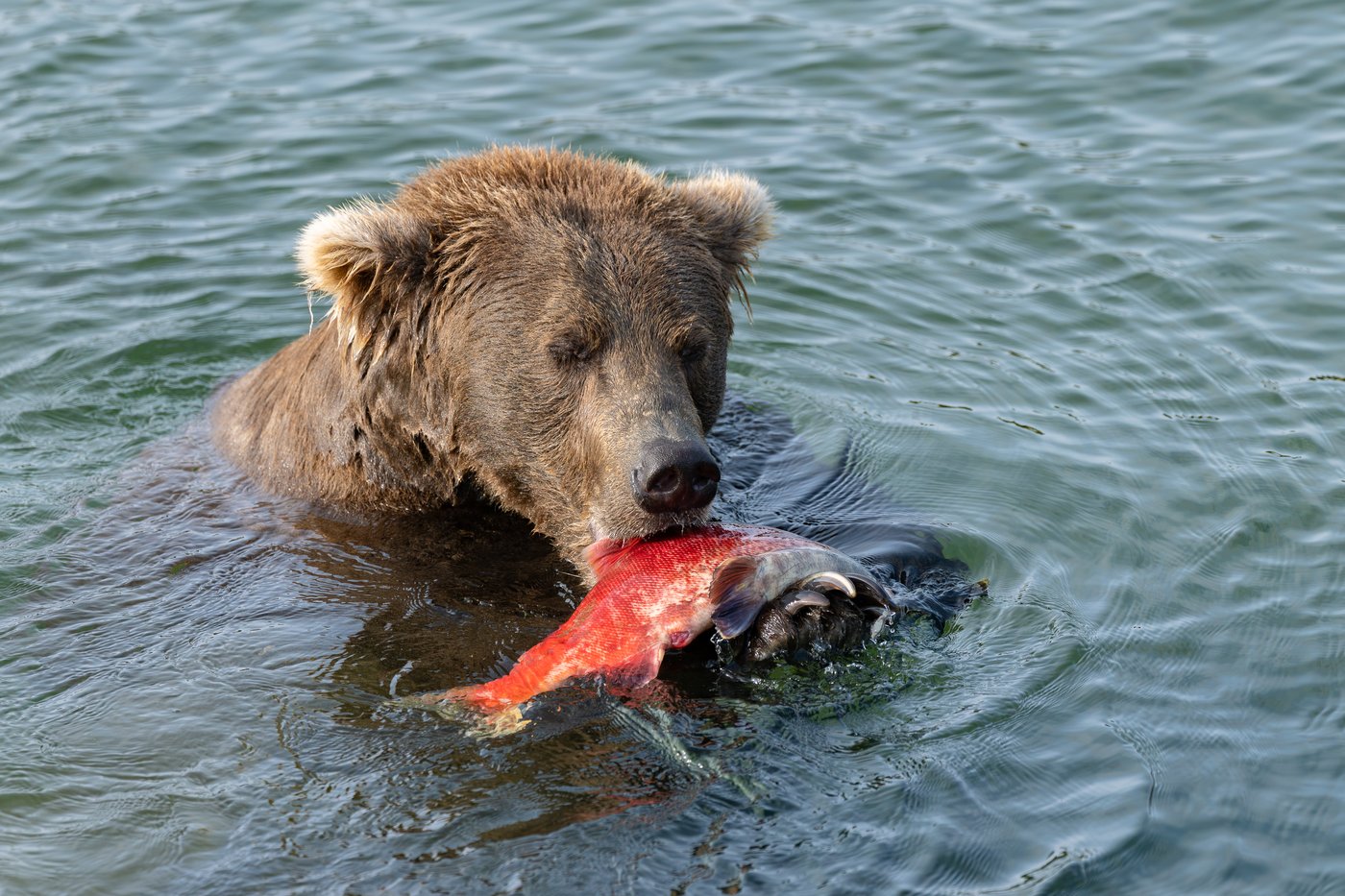Fat Bear Week opens for Alaska’s heavyweight crown. Can Chunk, the 1,200-pound champ, win again? | iNFOnews.ca Fat Bear Week opens for Alaska’s heavyweight crown. Can Chunk, the 1,200-pound champ, win again? | iNFOnews.ca