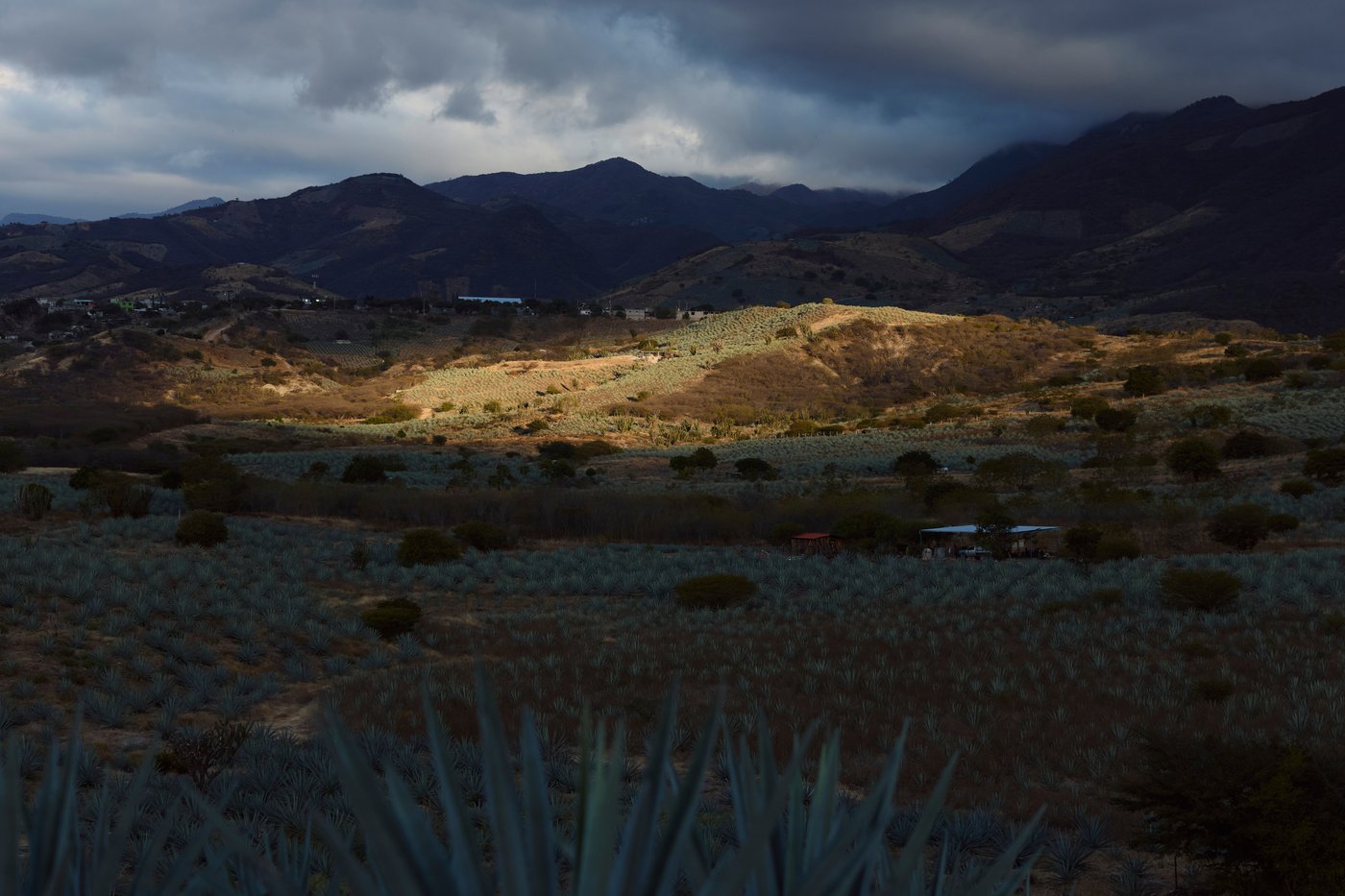 Mezcal's popularity is booming in the US. That comes with a growing environmental cost in Mexico | iNwine