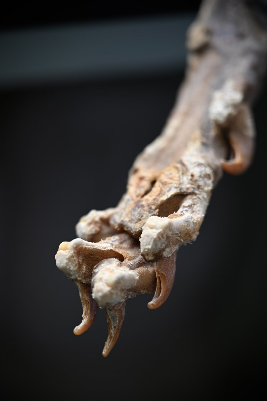 Mummified cheetahs found in Saudi caves shed light on lost populations | iNFOnews.ca Mummified cheetahs found in Saudi caves shed light on lost populations | iNFOnews.ca