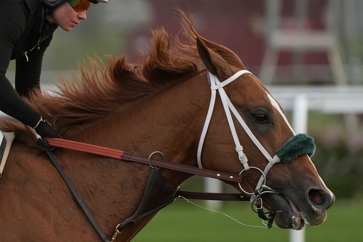 What makes a Kentucky Derby champion? Big hearts, immense lungs and powerful legs | iNFOnews.ca What makes a Kentucky Derby champion? Big hearts, immense lungs and powerful legs | iNFOnews.ca
