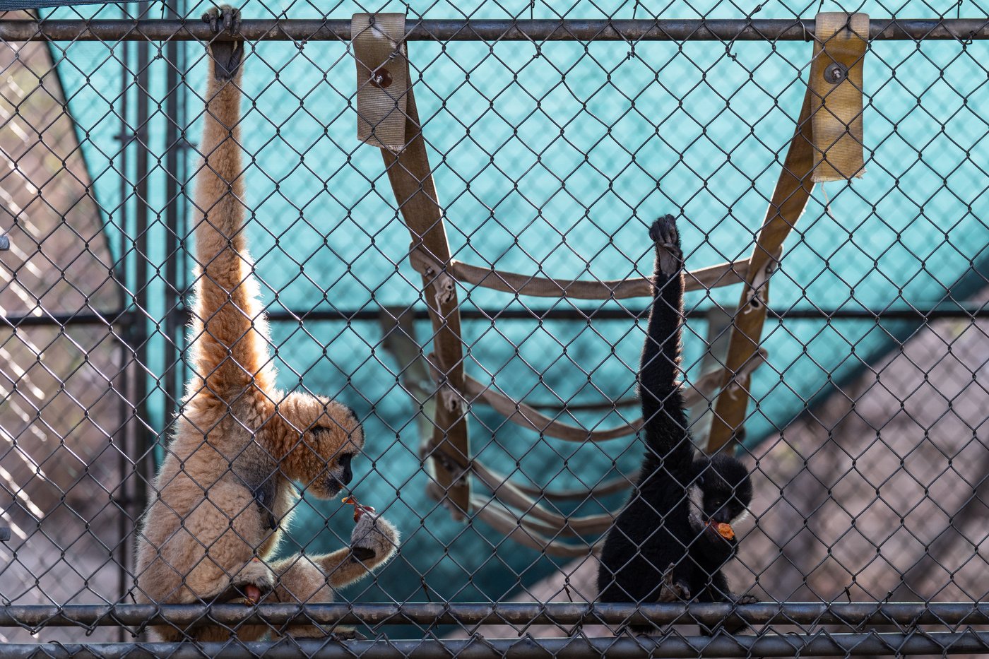 How a sanctuary outside LA has cared for rare, endangered gibbons for a half-century | iNFOnews.ca