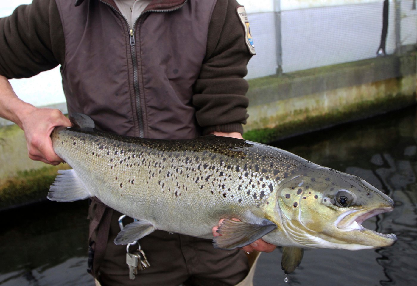 Endangered salmon may soon swim freely up a Maine river, but a comeback isn’t guaranteed | iNFOnews.ca