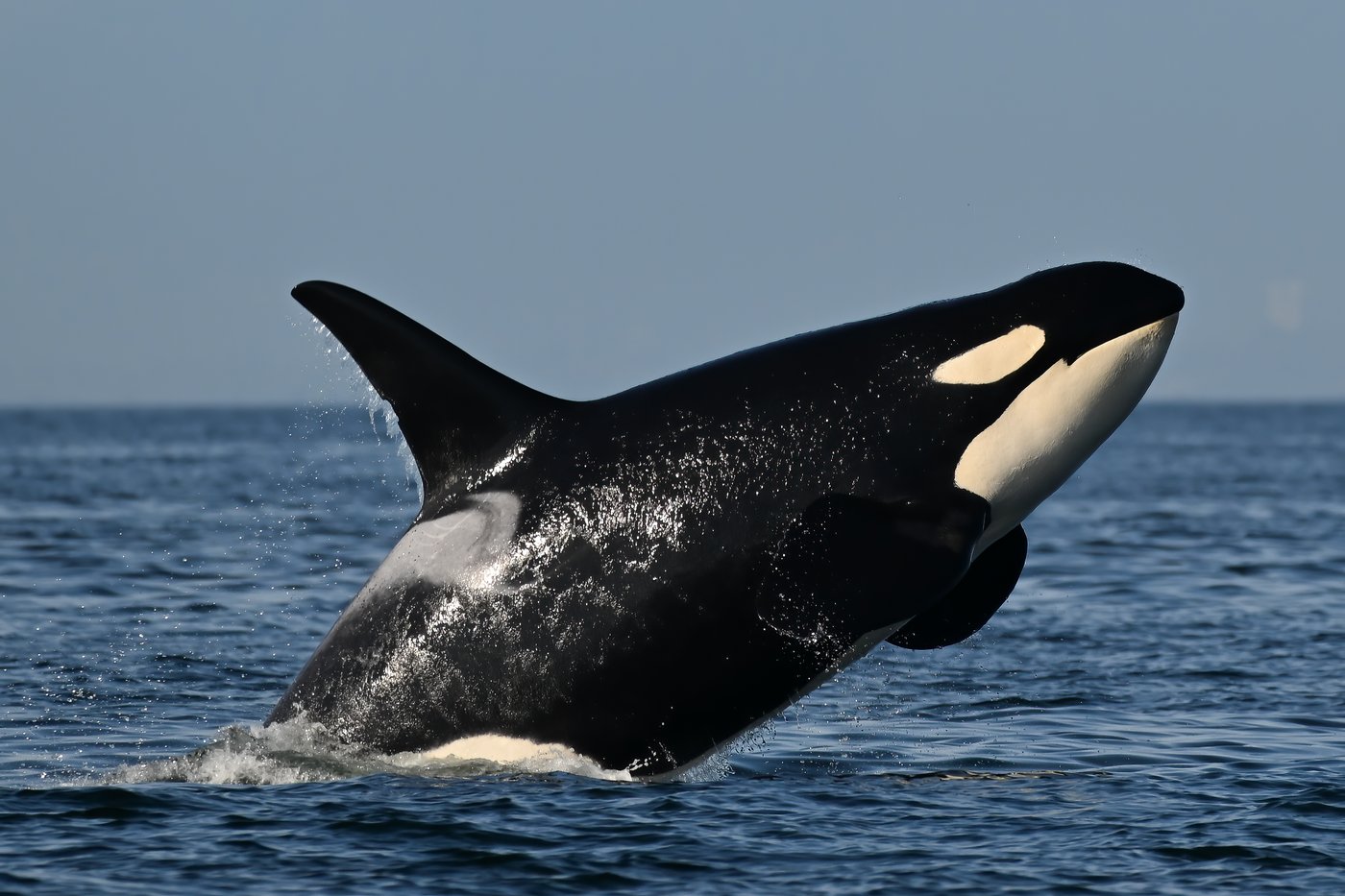 Southern resident killer whales show signs of slow decline toward disappearance | iNFOnews.ca Southern resident killer whales show signs of slow decline toward disappearance | iNFOnews.ca