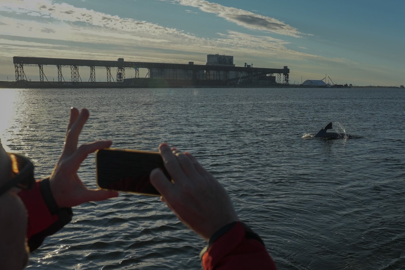Offering a dose of healing, curious beluga whales frolic in a warming Hudson Bay | iNFOnews.ca Offering a dose of healing, curious beluga whales frolic in a warming Hudson Bay | iNFOnews.ca