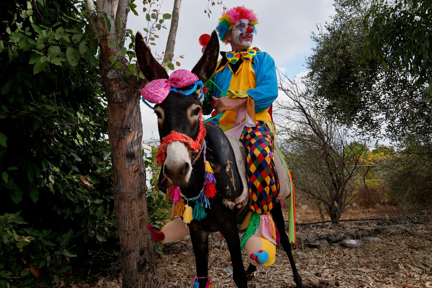 Donkeys don bows and sunglasses for a summer race in southern Lebanon, in photos | iNFOnews.ca