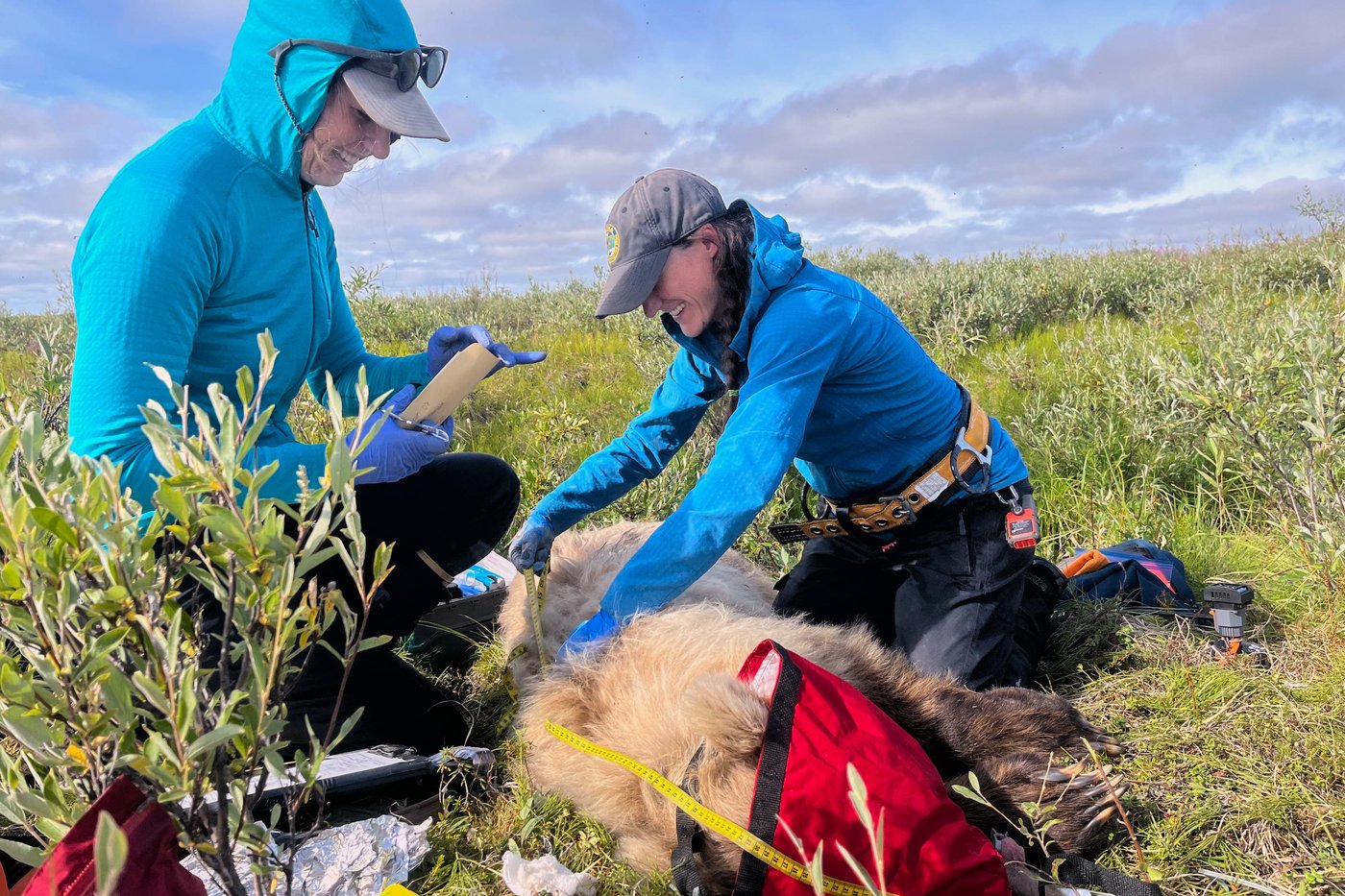 Collar cams offer a bear's eye view into the lives of grizzlies on Alaska's desolate North Slope | iNFOnews.ca Collar cams offer a bear's eye view into the lives of grizzlies on Alaska's desolate North Slope | iNFOnews.ca