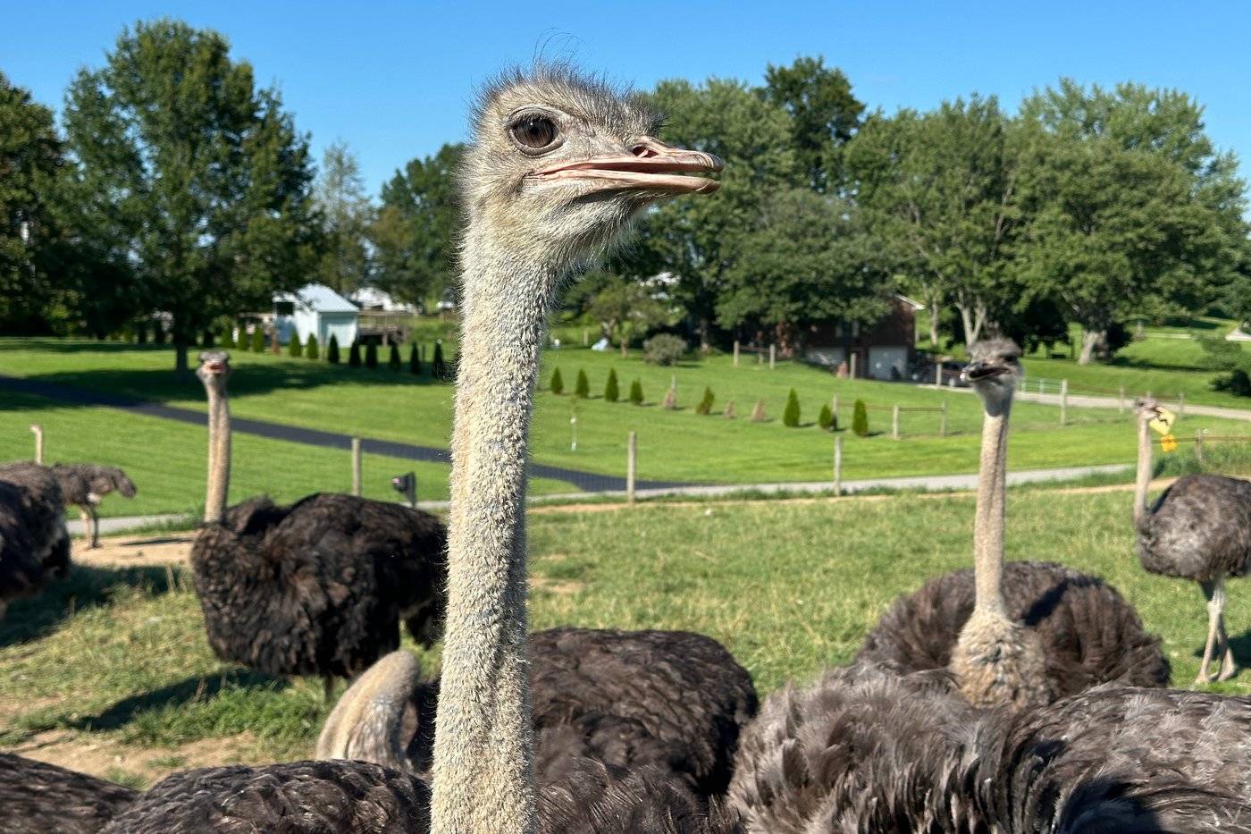 A Kentucky man with a meat allergy was craving a burger. So he got into ostrich farming | iNFOnews.ca