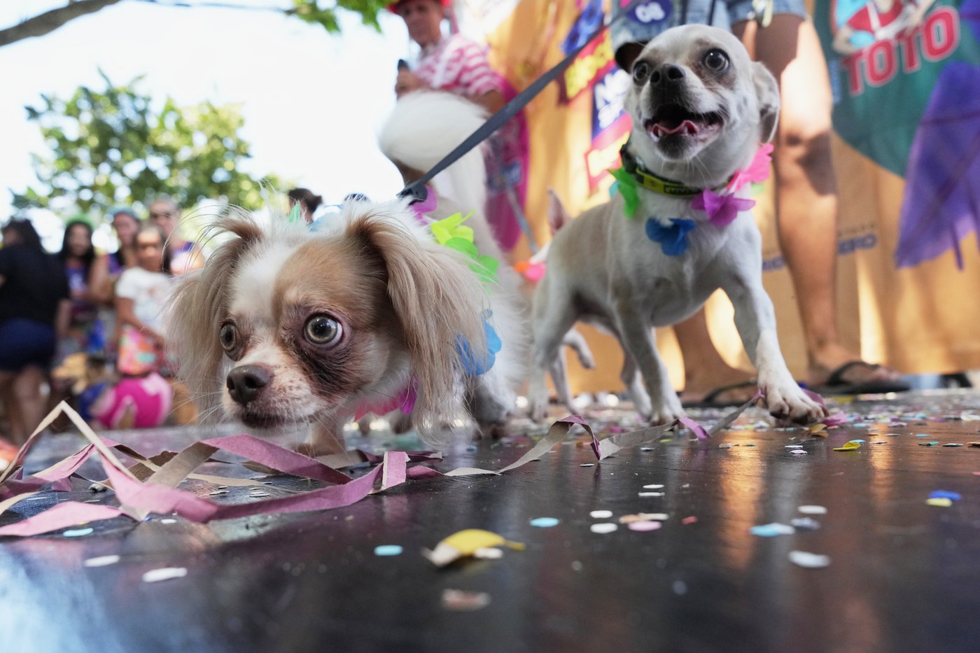 Dogs parade at Rio Carnival as their owners protest against animal cruelty | iNFOnews.ca Dogs parade at Rio Carnival as their owners protest against animal cruelty | iNFOnews.ca