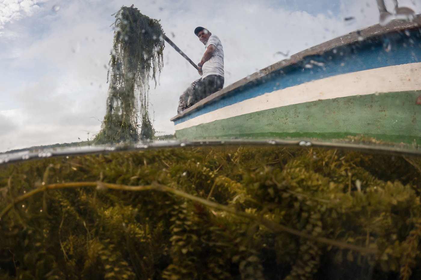 Invasive plant threatens livelihoods in Colombia’s largest coastal wetland | iNFOnews.ca