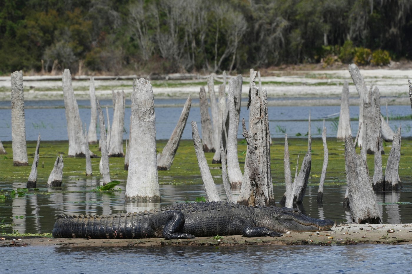 Decades after a Florida canal project was abandoned, advocates are trying to reunite 3 rivers | iNFOnews.ca Decades after a Florida canal project was abandoned, advocates are trying to reunite 3 rivers | iNFOnews.ca