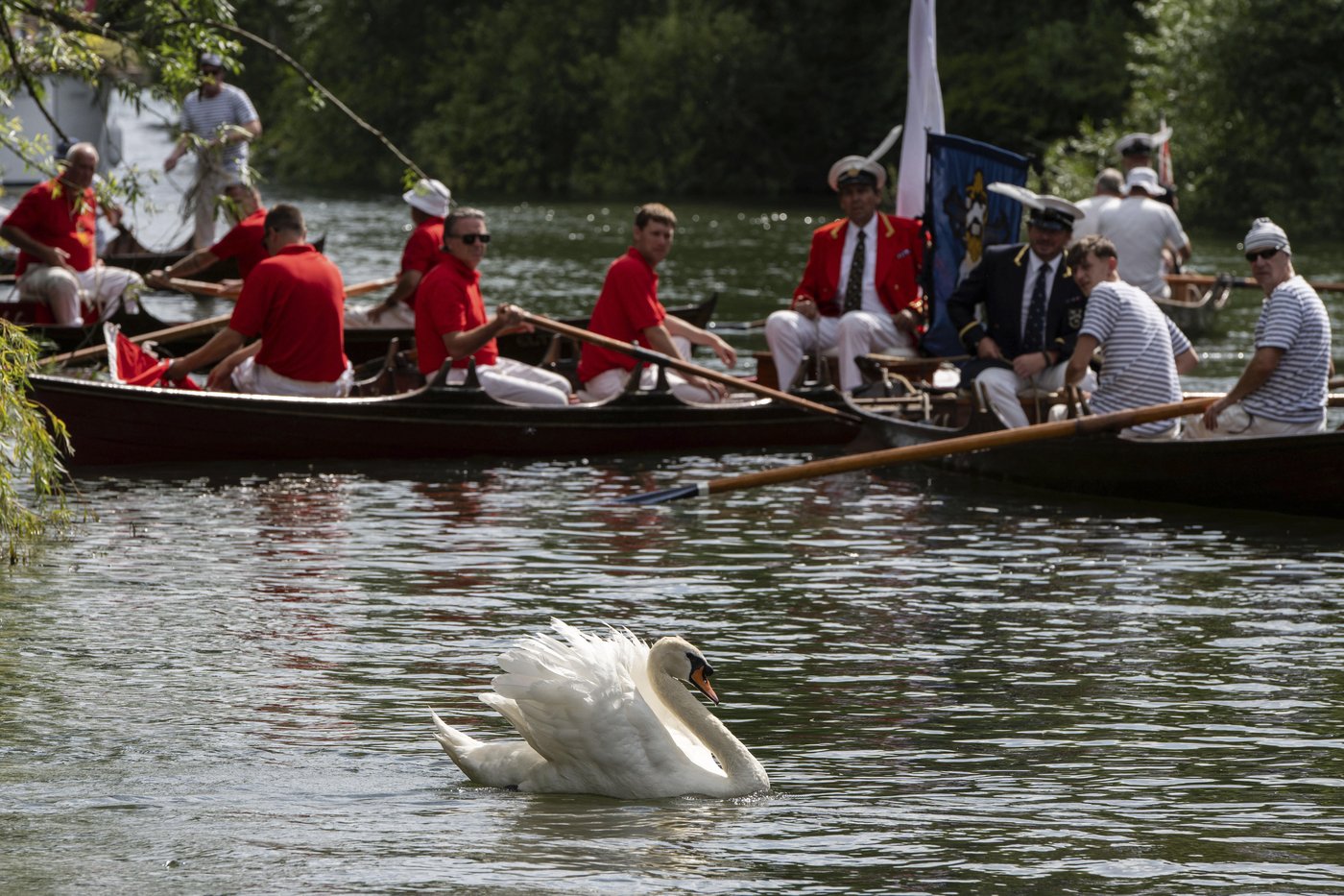 King Charles' annual swan census begins on the River Thames | iNFOnews.ca