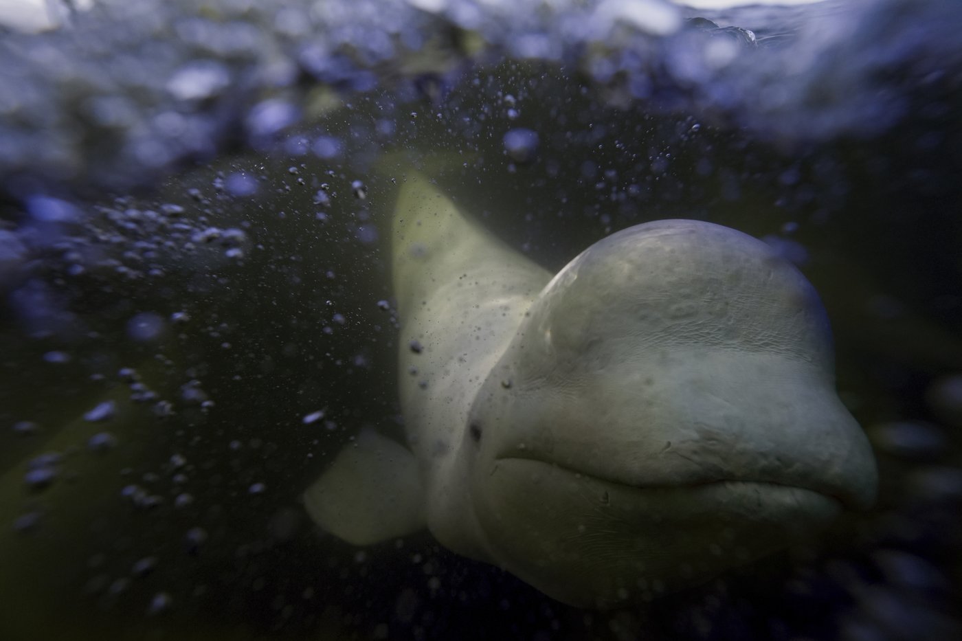 Offering a dose of healing, curious beluga whales frolic in a warming Hudson Bay | iNFOnews.ca Offering a dose of healing, curious beluga whales frolic in a warming Hudson Bay | iNFOnews.ca