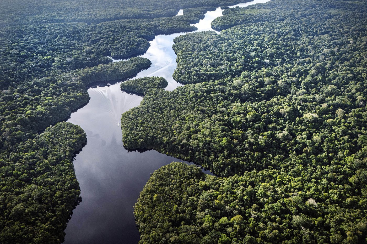 What would happen if the Amazon rainforest dried out? This decades-long experiment has some answers | iNFOnews.ca