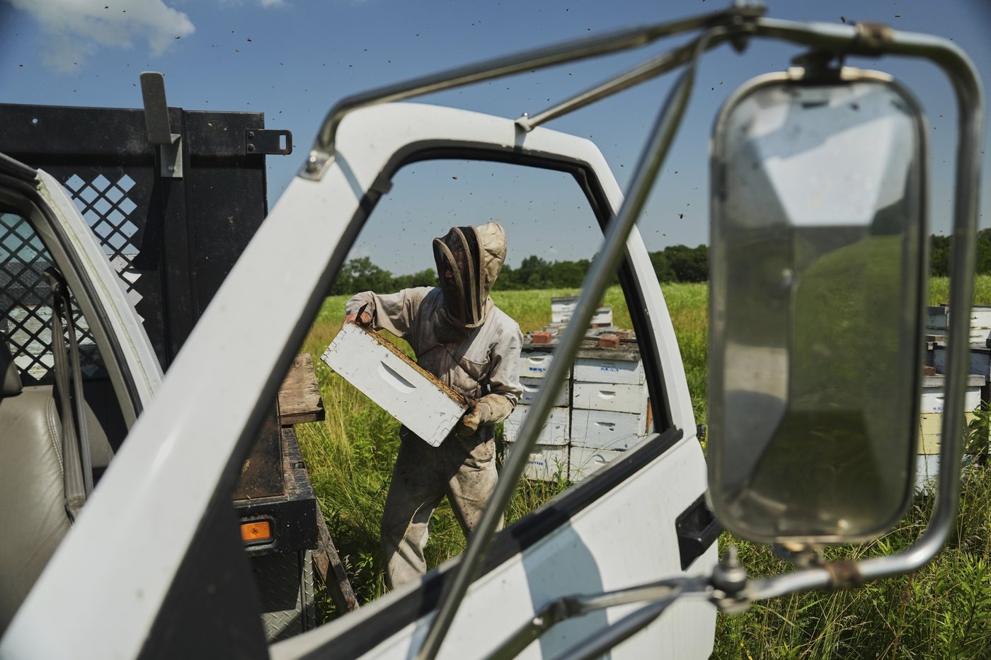 Bees have some ways to cope with a warming Earth, but researchers fear for their future | iNFOnews.ca Bees have some ways to cope with a warming Earth, but researchers fear for their future | iNFOnews.ca