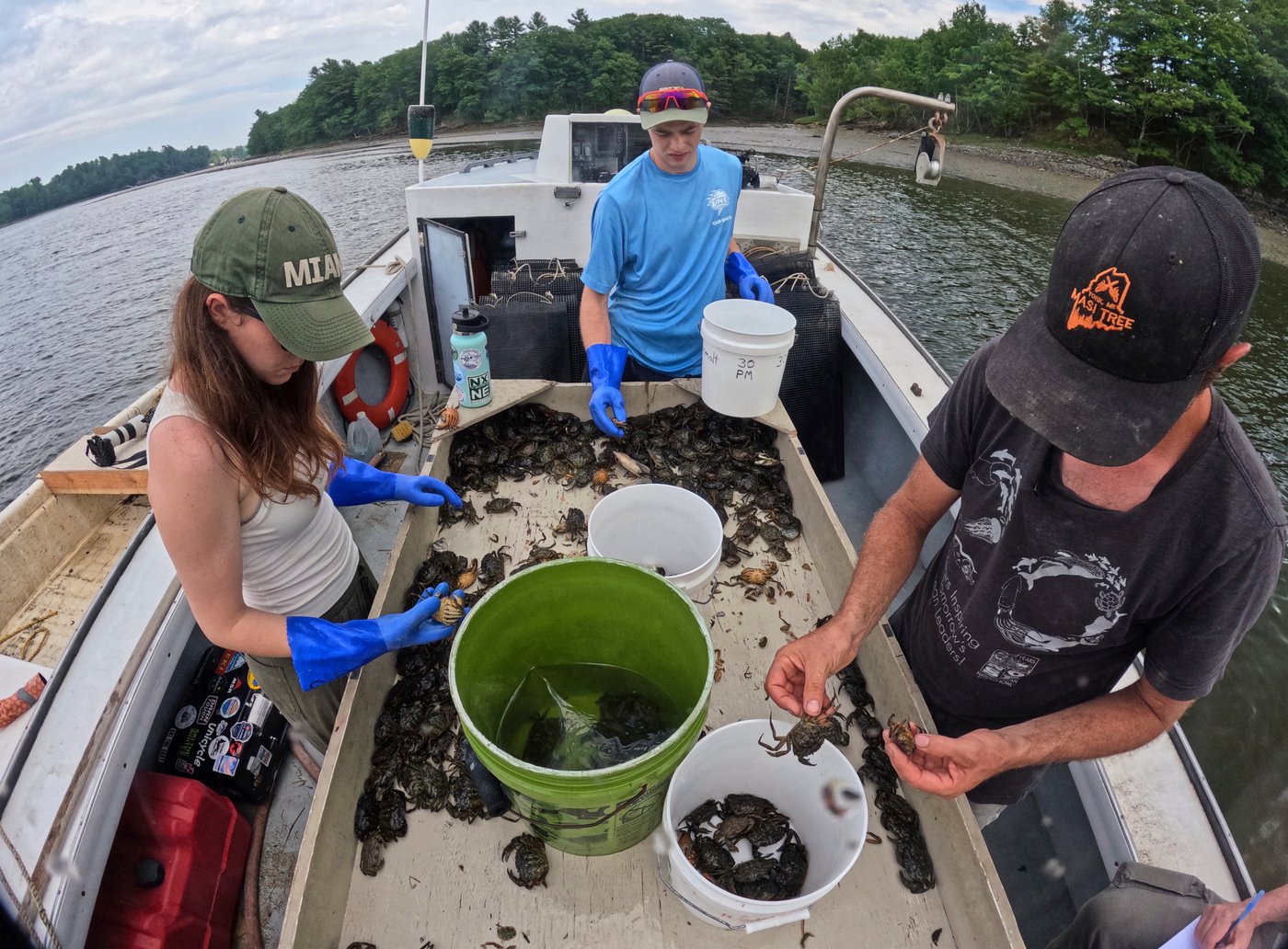 Invasive green crabs are bad for the environment, so New Englanders are starting to eat more of them | iNwine