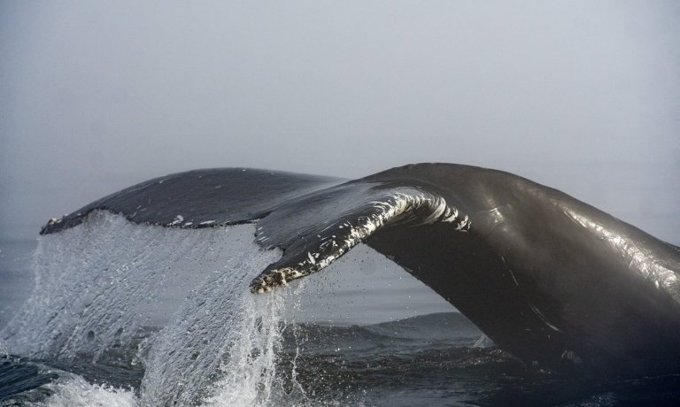 Department of Fisheries and Oceans Canada says Hullo Ferries vessel struck humpback | iNFOnews.ca