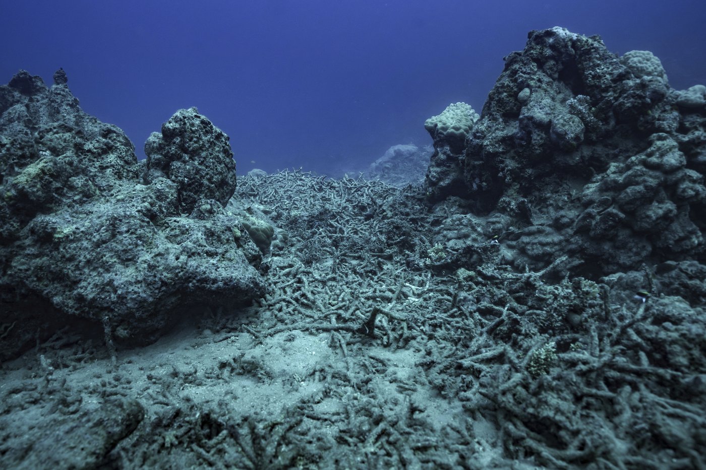 From dying reefs to flooded graves, Vanuatu is leading a global climate case | iNFOnews.ca From dying reefs to flooded graves, Vanuatu is leading a global climate case | iNFOnews.ca