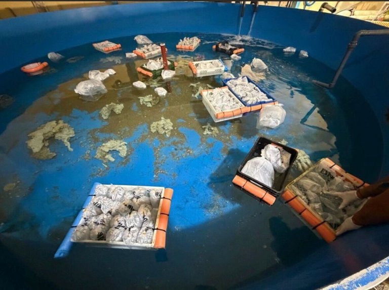Argentina seizes 700 trafficked marine animals shipped from Kenya | iNFOnews.ca