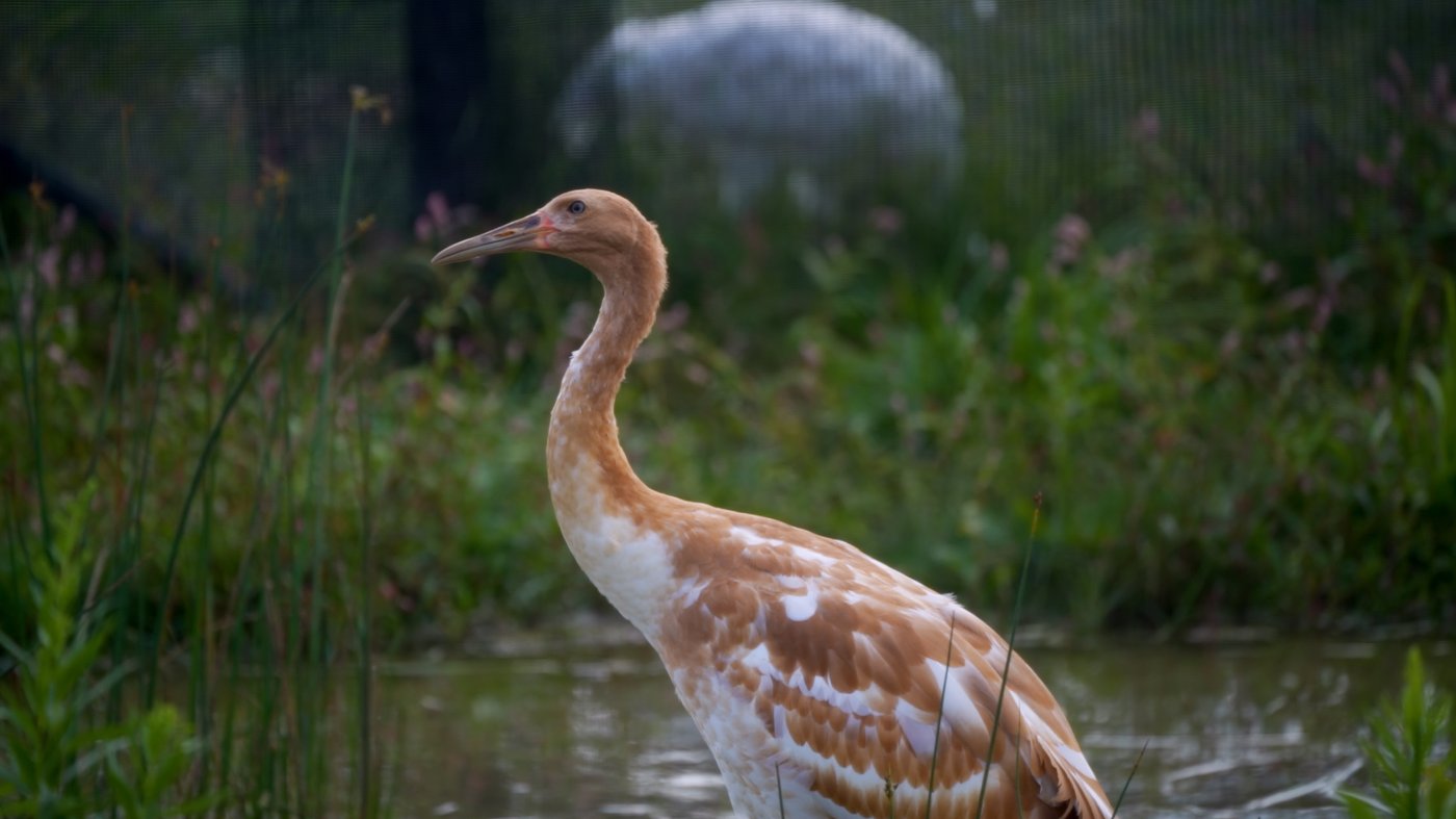 Endangered whooping crane dies of avian flu at Wisconsin wildlife refuge | iNFOnews.ca