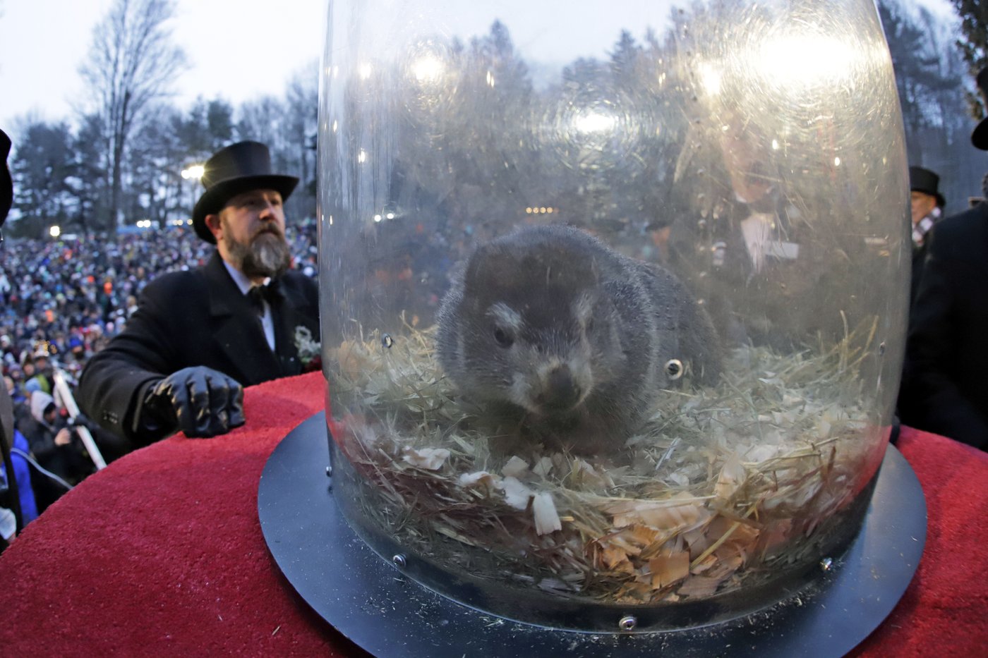 Punxsutawney Phil to emerge with his annual prediction about the end of winter | iNFOnews.ca Punxsutawney Phil to emerge with his annual prediction about the end of winter | iNFOnews.ca