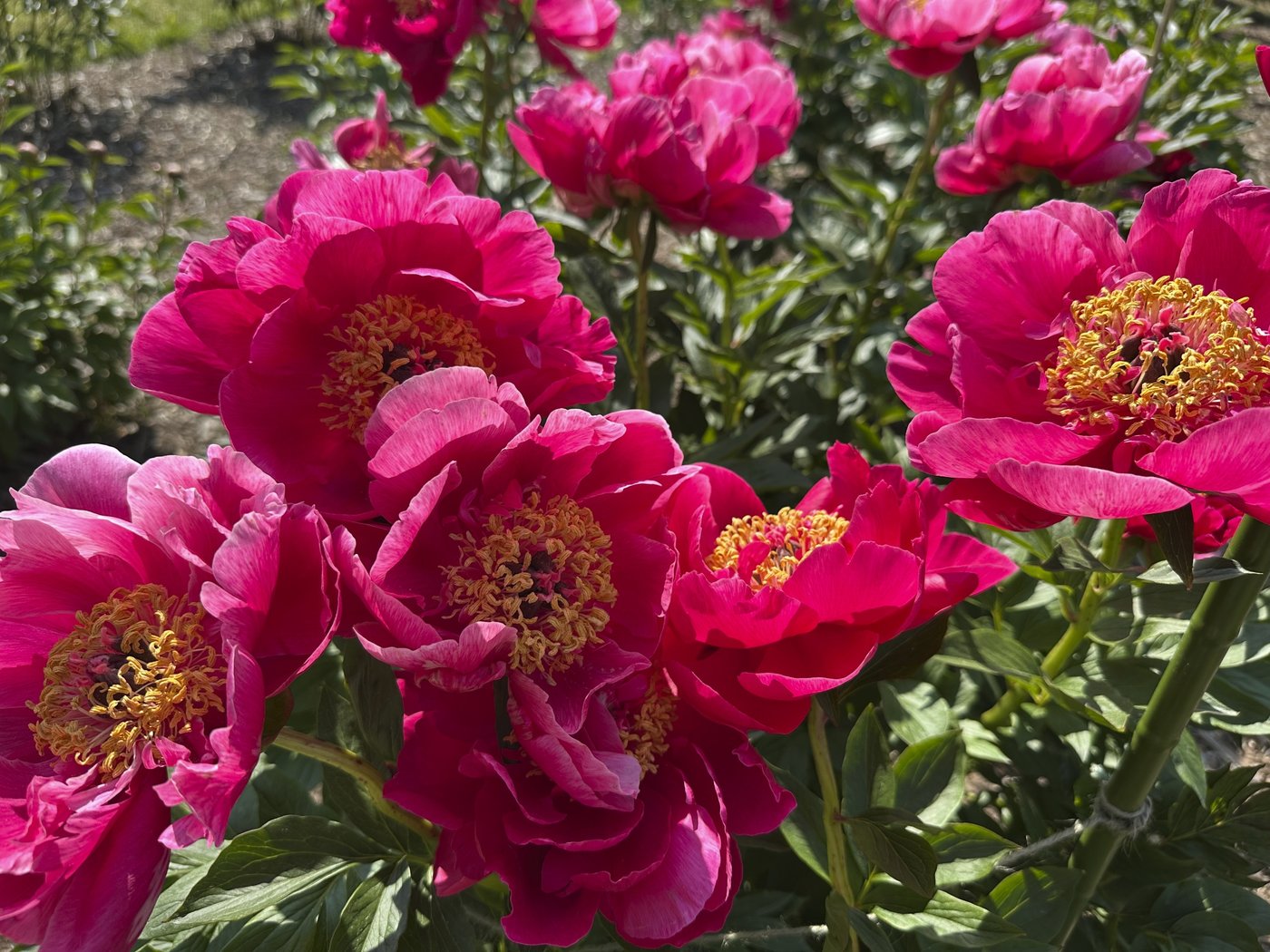 Bustling crowds and bus rides are part of the annual peony pilgrimage to Michigan | iNFOnews.ca
