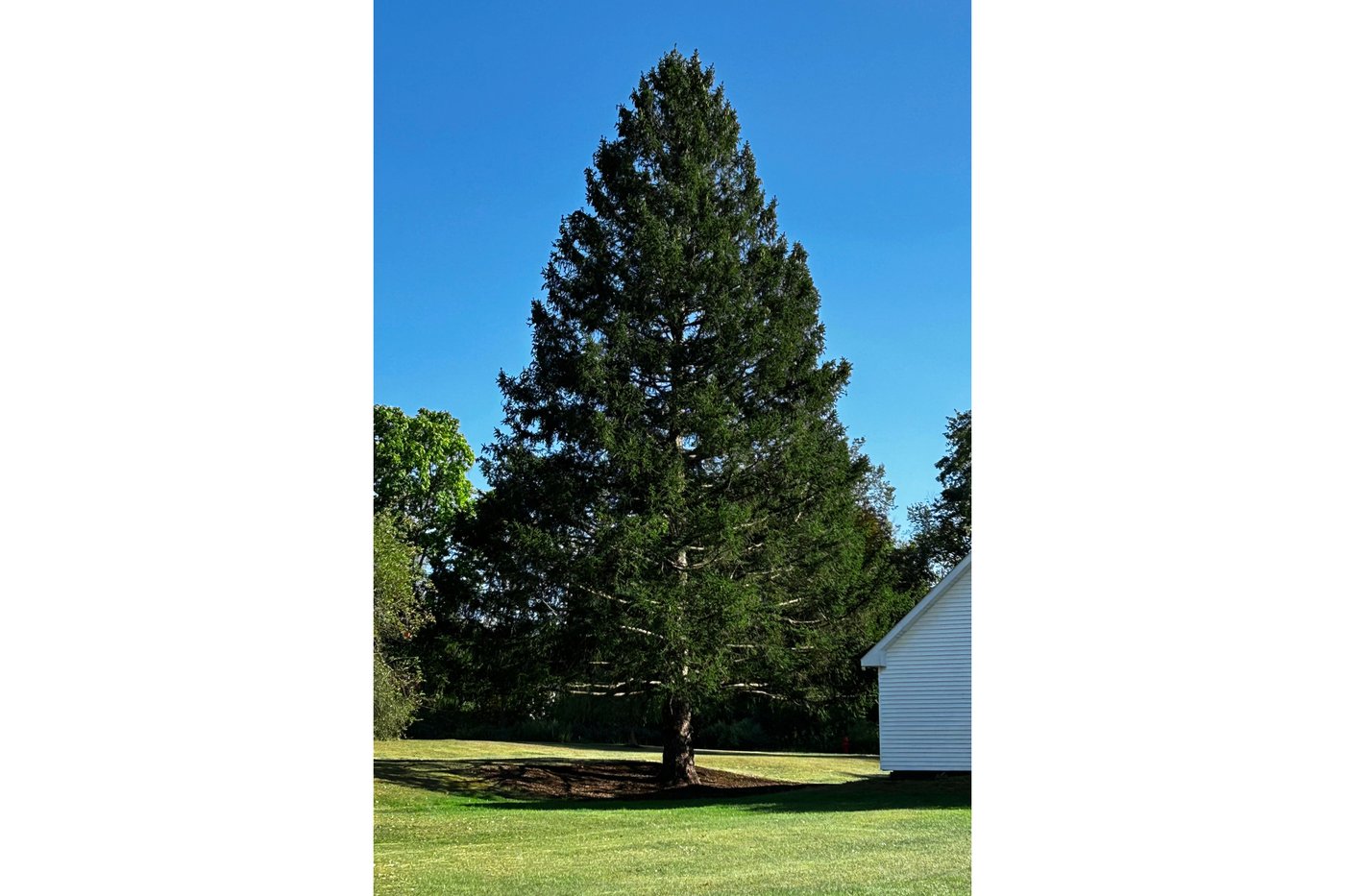 A majestic Norway spruce from upstate New York chosen as Rockefeller Center Christmas Tree | iNFOnews.ca A majestic Norway spruce from upstate New York chosen as Rockefeller Center Christmas Tree | iNFOnews.ca