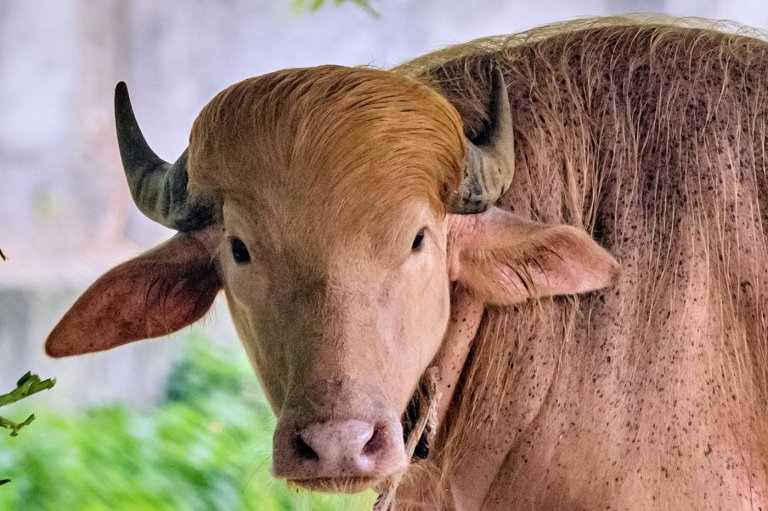 Rare albino buffalo named after Donald Trump for its golden locks draws crowds at Bangladesh zoo | iNFOnews.ca
