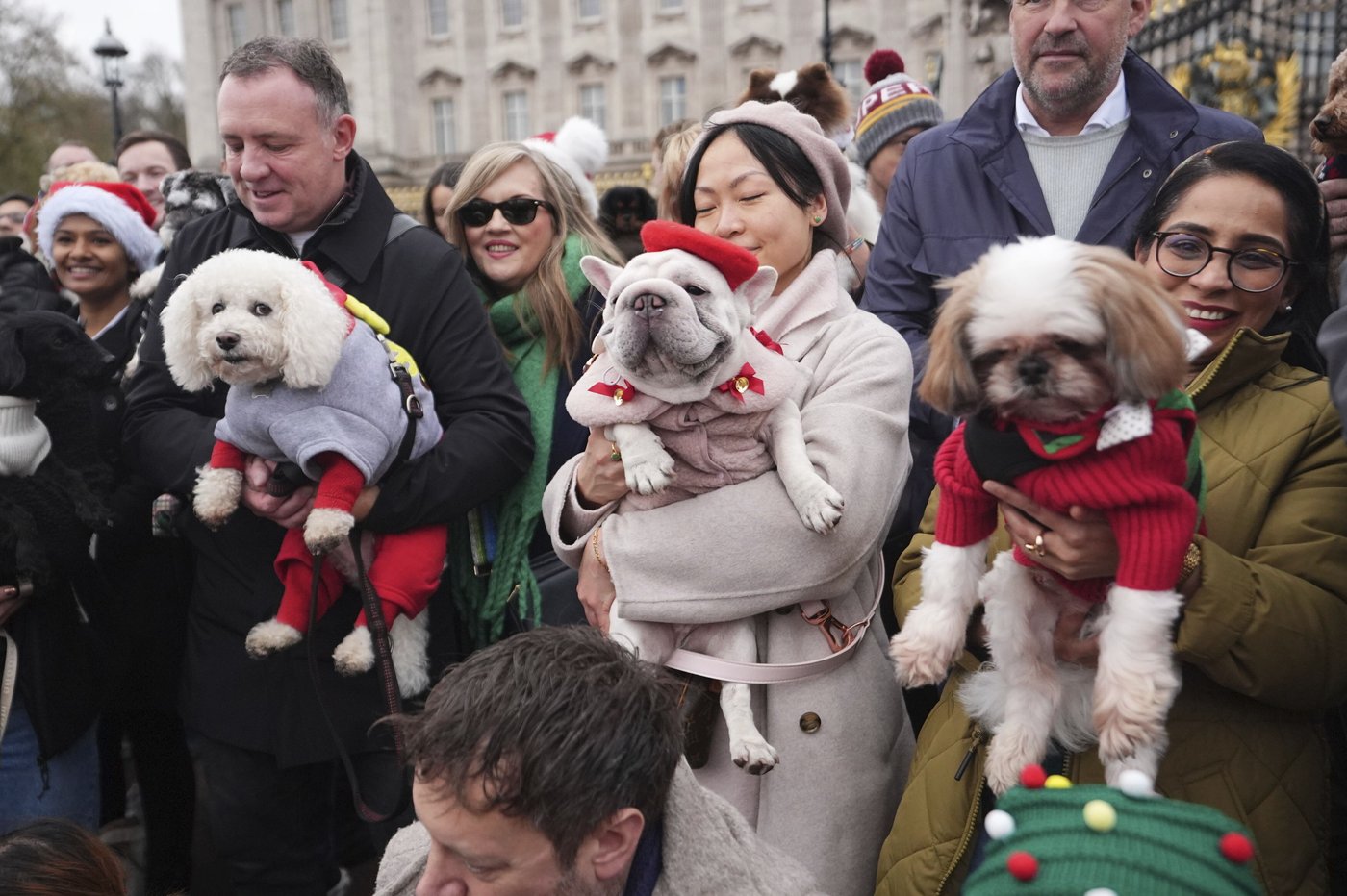 Pooches in pullovers strut their stuff at London's canine Christmas sweater parade | iNFOnews.ca