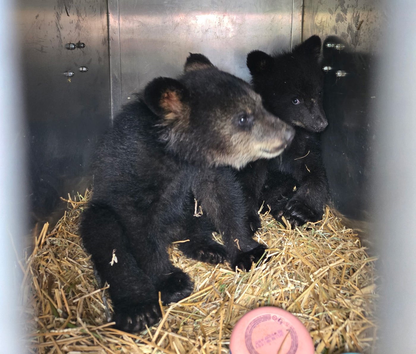 Illegal killing of mother bear orphans five cubs in B.C., triggering investigation | iNFOnews.ca