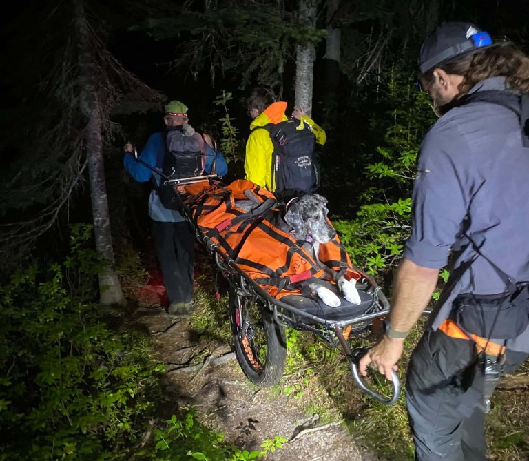 Great Dane stretchered off mountain near Revelstoke, B.C., in unusual rescue | iNFOnews.ca