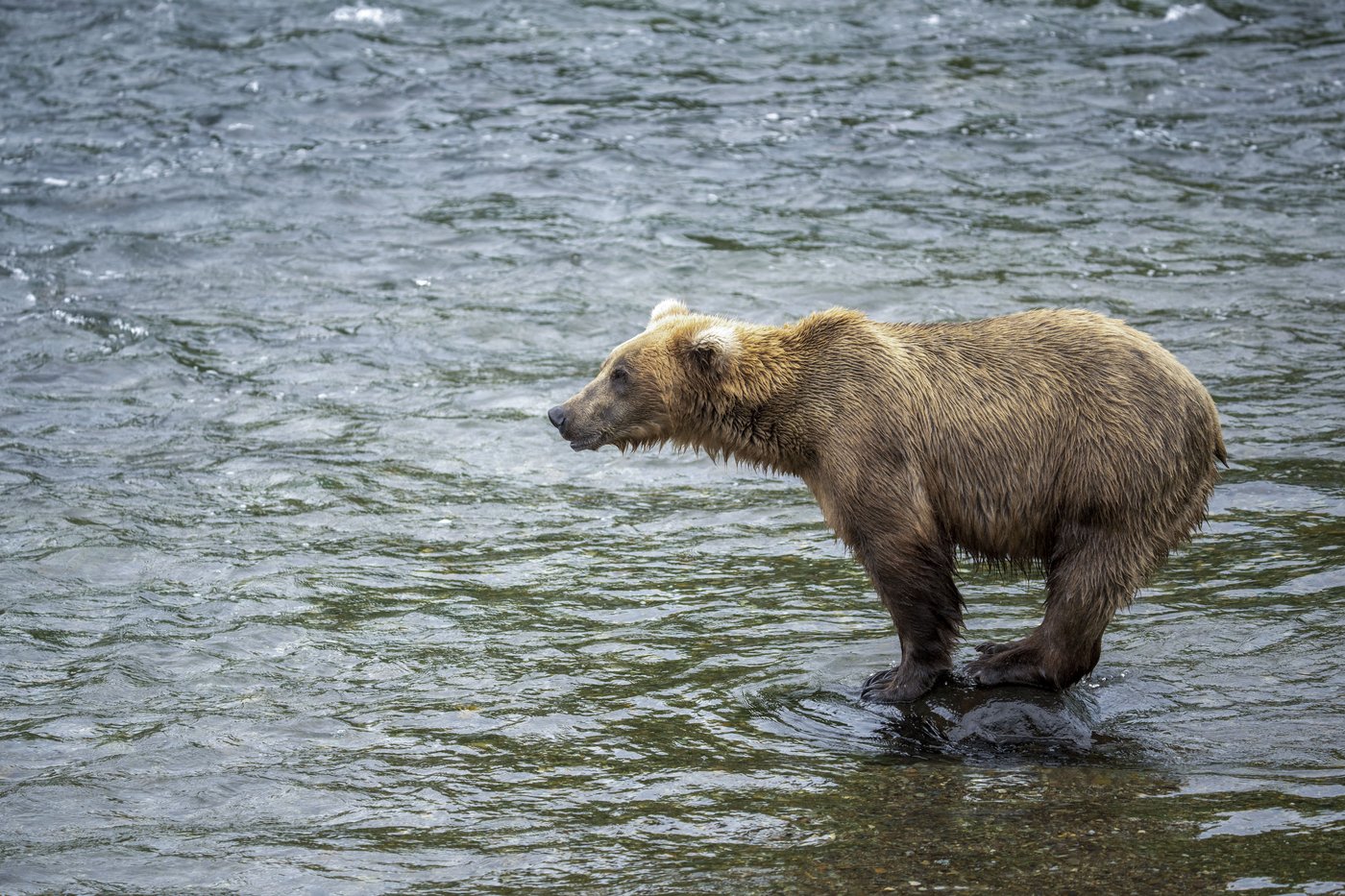 Online voting in Alaska's Fat Bear Week contest starts after an attack killed 1 contestant | iNFOnews.ca