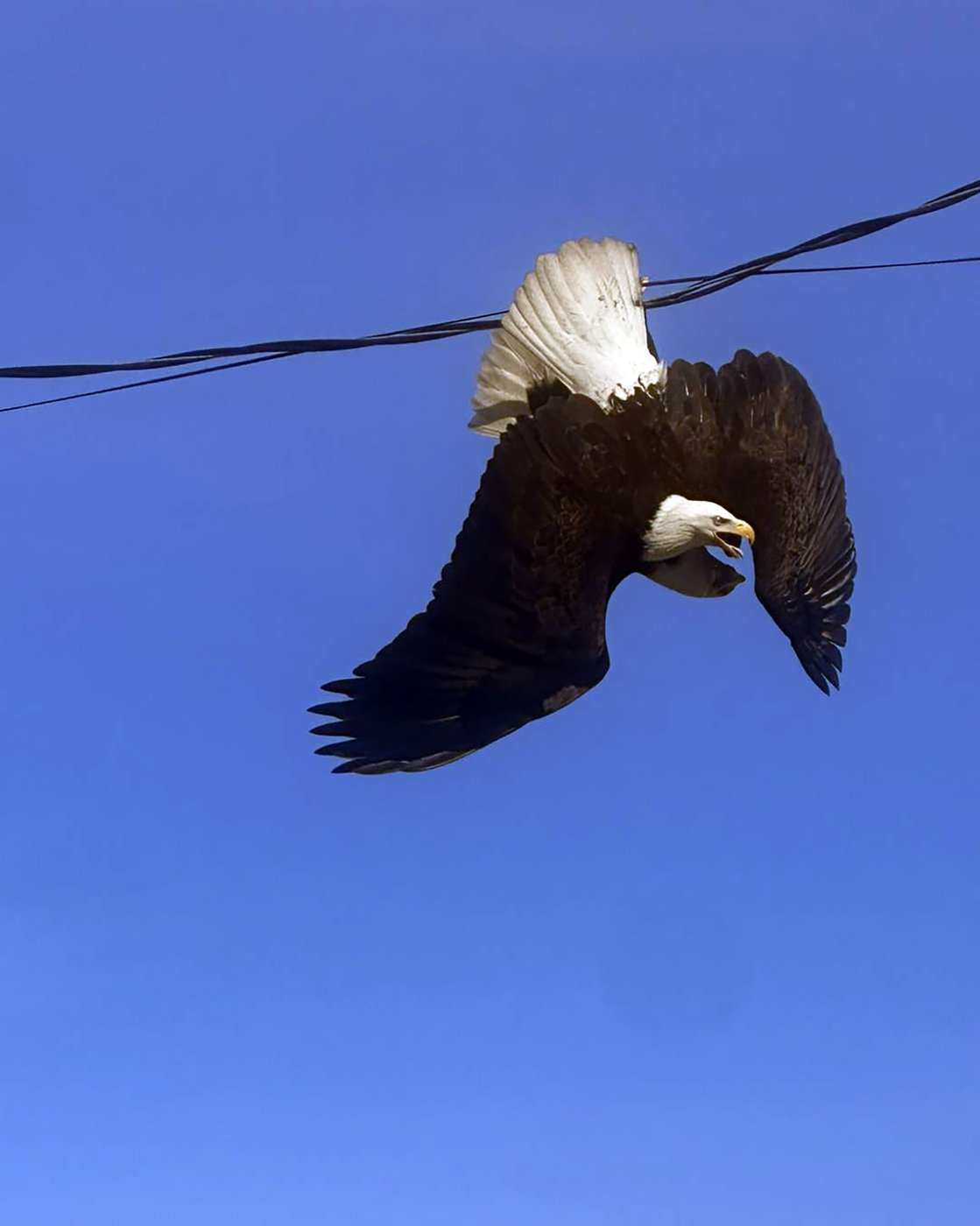Fighting bald eagles freed from power line in Surrey, B.C. | iNFOnews.ca
